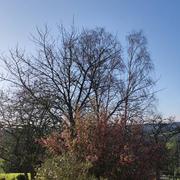 Douville-en-Auge 20/03/2022