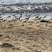 Barbâtre 22/03/2022