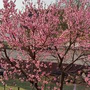 Volgelsheim 29/03/2022