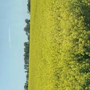 Saint-Arnoult-en-Yvelines 22/04/2022