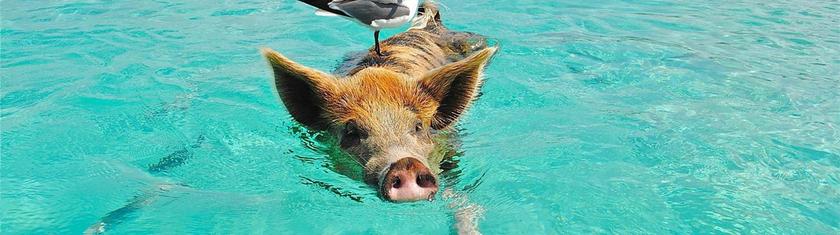 Expérience insolite : nager avec des cochons aux Bahamas