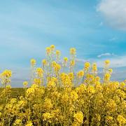 Boissy-le-Châtel 01/05/2022