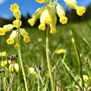 Abondance 01/05/2022