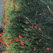 Malaucène 02/05/2022