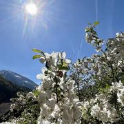 Abondance 11/05/2022