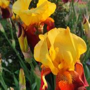 Soufflenheim 14/05/2022