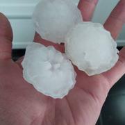 Courtisols 20/05/2022