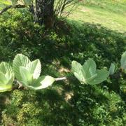 Le Champ du Feu 21/05/2022