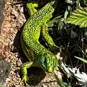 Anterrieux 27/05/2022