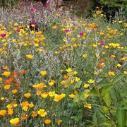 Volgelsheim 27/05/2022