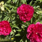 Grande-Rivière 31/05/2022