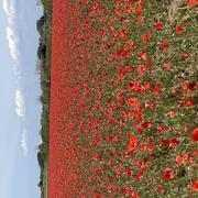 Saint-Martin-de-Ré 31/05/2022