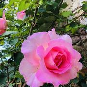 Viscomtat 02/06/2022