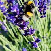 Coulommiers 14/06/2022