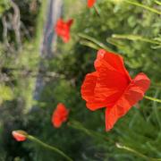 Neuville-en-Ferrain 18/06/2022