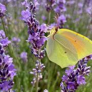 Valensole 23/06/2022