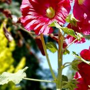 Volgelsheim 23/06/2022