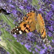 Fouillouse 23/06/2022