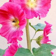 Volgelsheim 24/06/2022