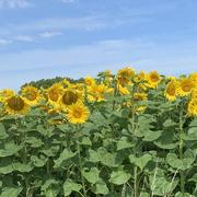 Uzay-le-Venon 04/07/2022