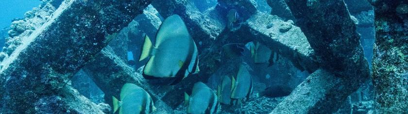 Les plus belles plongées au Japon