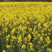 Tréglamus 11/07/2022