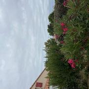 Saint-Michel-Chef-Chef 26/07/2022