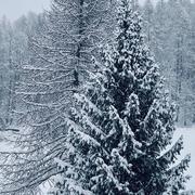 Saint-Dalmas-le-Selvage 05/12/2022