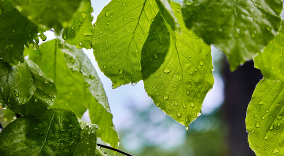 Pollini e allergie: un breve periodo di riposo in attesa di una betulla Pollini e allergie: un breve periodo di riposo in attesa di una betulla