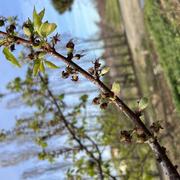 Rivesaltes 23/03/2023