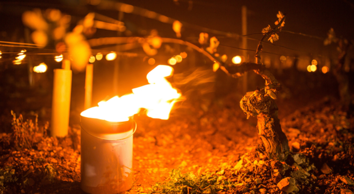 De kans op vorst komende woensdag en donderdag: mogelijke schade? De kans op vorst komende woensdag en donderdag: mogelijke schade?