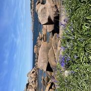 Île Renote 07/05/2023