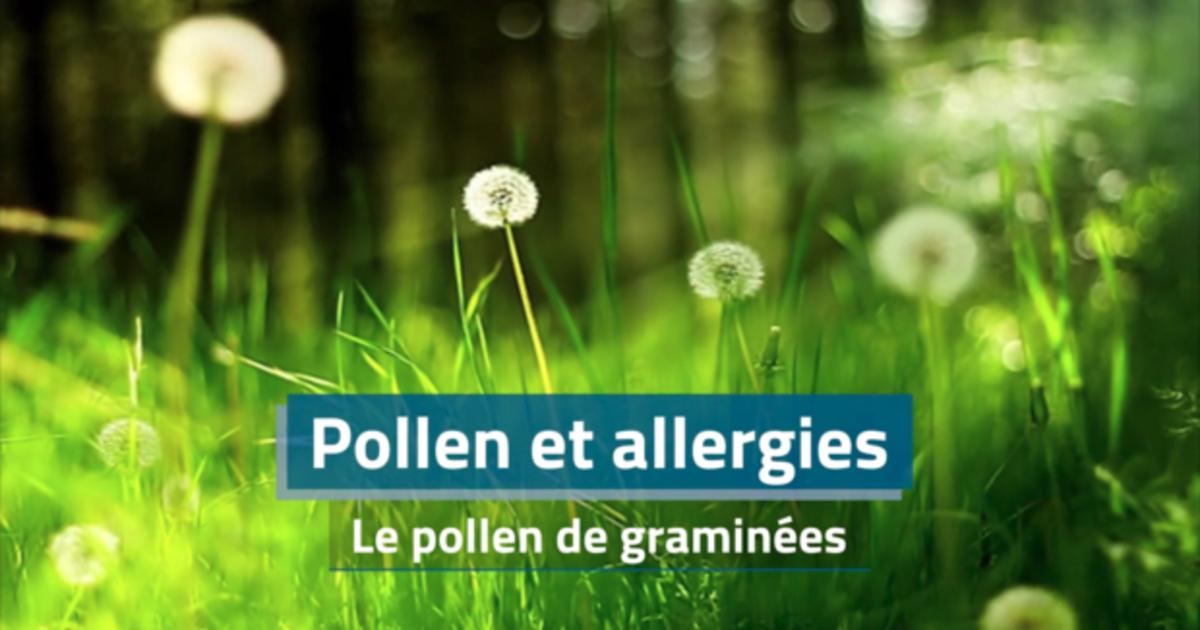 Allergies : les pollens de graminées débarquent