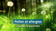 Allergies : les pollens de graminées débarquent
