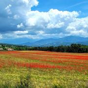 Puy De Manse Forest St Julien 10/06/2023