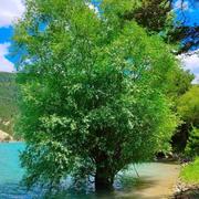 Saint-André-les-Alpes 03/07/2023