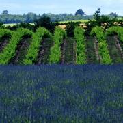 Vinsobres 06/07/2023