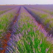 Valensole 10/07/2023