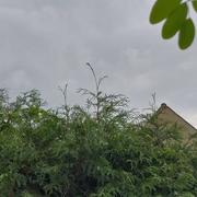 Les Mureaux 16/07/2023