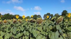 Point sécheresse du 28 août : une tendance à l'amélioration au sud mais pas partout