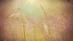 Phấn hoa và dị ứng: đến cuối mùa phấn hoa