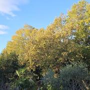 Causse-de-la-Selle 21/11/2023