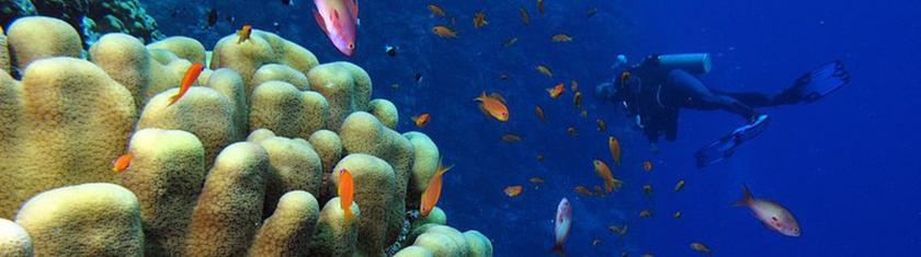 Plongée au Costa Rica : tout un monde à découvrir !