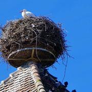 Alsace Golf Club 02/01/2024