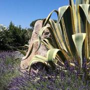 San Vincenzo 06/01/2024