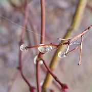 Montesquieu-Volvestre 04/02/2024