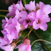 Montesquieu-Volvestre 04/02/2024