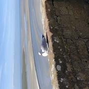 Le Mont-Saint-Michel 06/03/2024