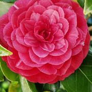 Le Loroux-Bottereau 13/03/2024