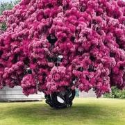 Plage de grand anse 11/04/2024